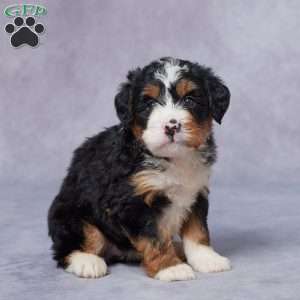 Lily, Mini Bernedoodle Puppy